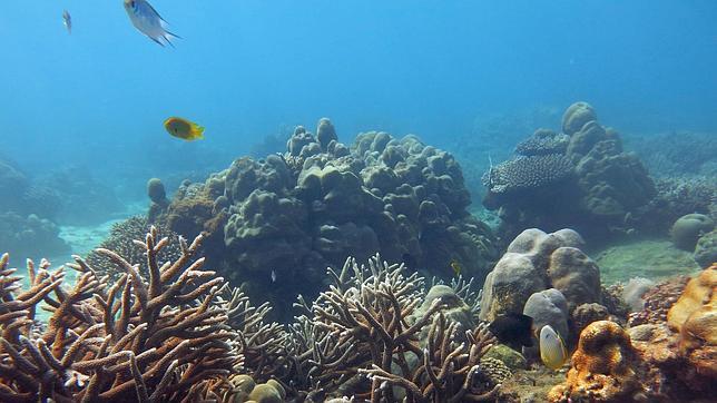 ¿Qué arrecifes de coral sobrevivirán al cambio climático?