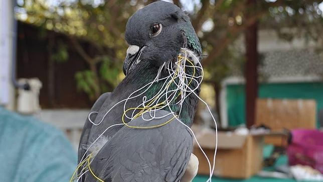 Las cometas: trampas voladoras para un centenar de especies de aves en India