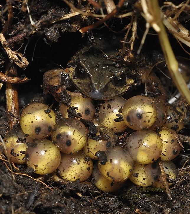 Los machos de Psychrophrynella teqta protegen las puestas de las hembras