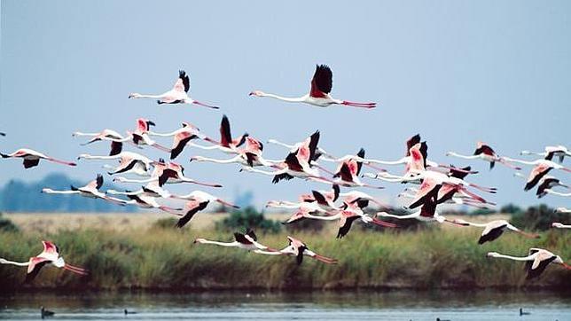 Representantes de la Unesco, el Convenio Ramsar y la Unión Internacional para la Conservación de la Naturaleza visitan Doñana