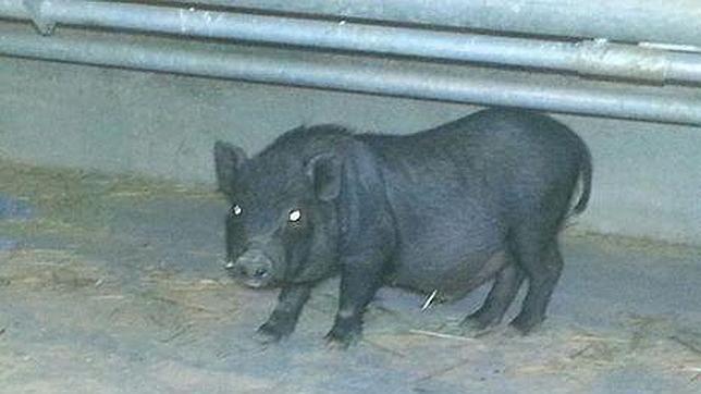 Un cerdo vietnamita que busca adopción en una perrera de Madrid