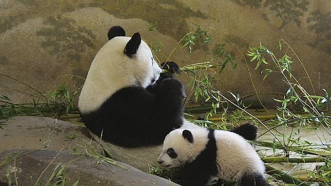 Xing Bao, la cría de oso panda del Zoo de Madrid