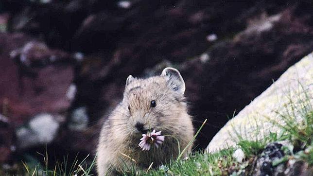 Preparan 95 toneladas de raticida para acabar con los roedores de las Georgias del Sur