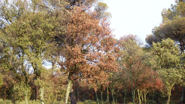 Colabora con el CSIC en la elaboración de una red de observación del decaimiento forestal en España