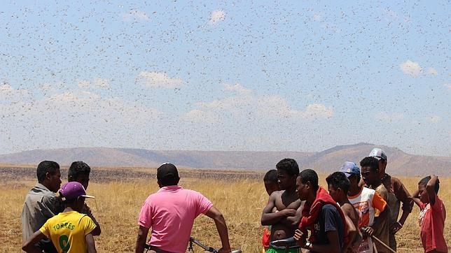 Los fondos para combatir la plaga de langosta en Madagascar se agotan