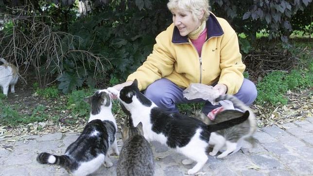 Una mujer alimenta a varios gatos