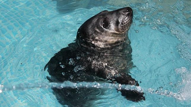 Queda libre el lobo marino «Fisterra»