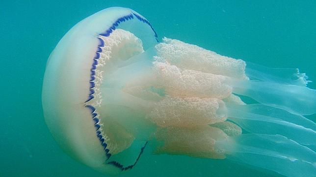 Medusa conocida como aguamala o acalefo azul -que tiene forma de cúpula y puede medir hasta 1 metro de diámetro y altura