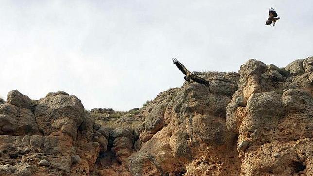 Refugio de rapaces de Montejo de la Vega