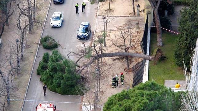 El fuerte viento derriba un árbol centenario en el parque del Retiro