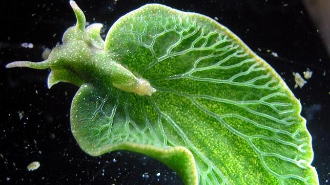 Este es el extraño aspecto del molusco que casi ha conseguido convetirse en una planta