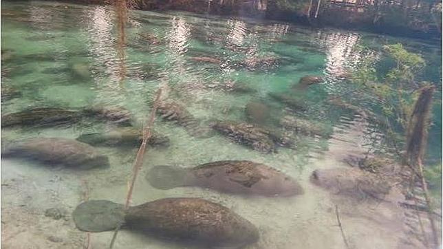 Trescientos manatíes «invaden» un refugio natural de Florida buscando aguas más cálidas