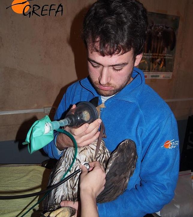 Los ejemplares de águila de Bonelli fueron sometidos a una intensa revisión veterinaria