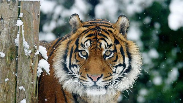 Los responsables del «Templo del Tigre» han respondido que se trata de un santuario de tigres
