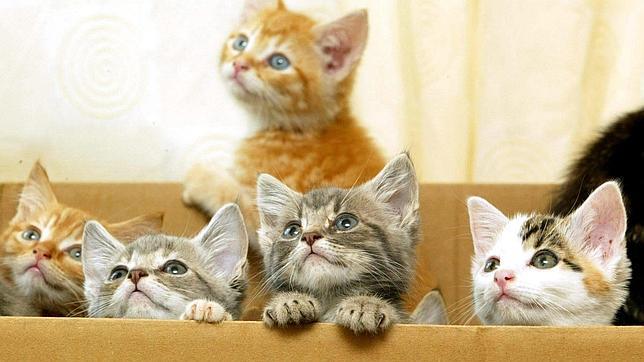 ¿Por qué a los gatos les vuelve locos meterse en una caja?