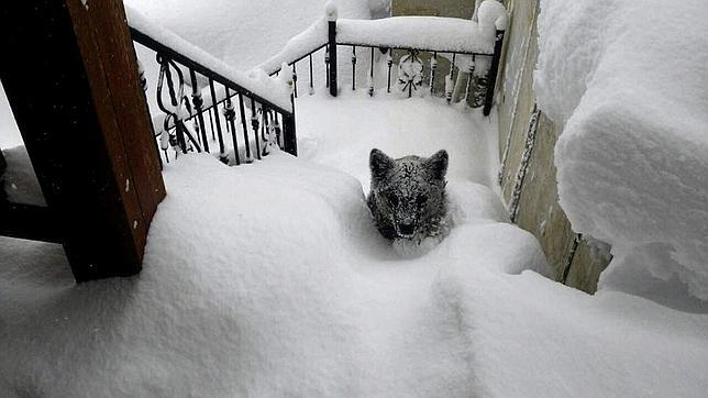 Un oso a la puerta de casa