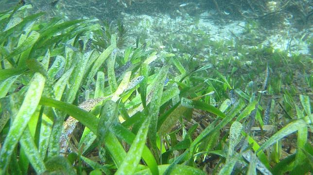 La destrucción de las praderas de Posidonia puede liberar importantes depósitos de CO2