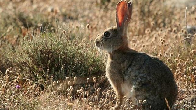 Una enfermedad que afecta a los conejos hace peligrar al lince ibérico