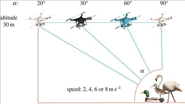 Los drones apenas modifican la conducta de las aves