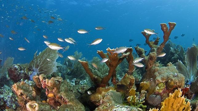 La organización conservacionista advierte de que el dragado del lecho marino (para aumentar la capacidad de exportación de carbón de Queensland) puede asfixiar a los corales