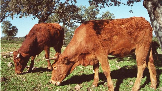 Fiebre aftosa: la UE realiza un simulacro para mantener bajo control la enfermedad en los Balcanes