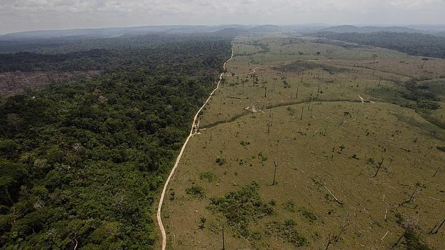 Quinientos actores serían los responsables del 70% de la deforestación mundial