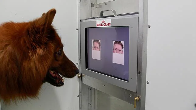 Un perro se somete al experimento para distinguir las emociones en el rostro humano