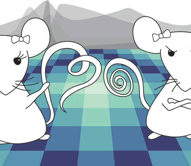Los investigadores observaron la actividad de las neuronas mientras las hembras de ratón interactuaban con machos o con otras hembras