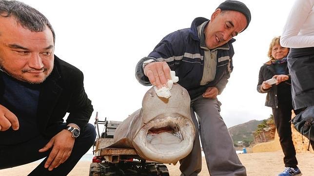 El tiburón ha sido encontrado en la playa de L'Albir