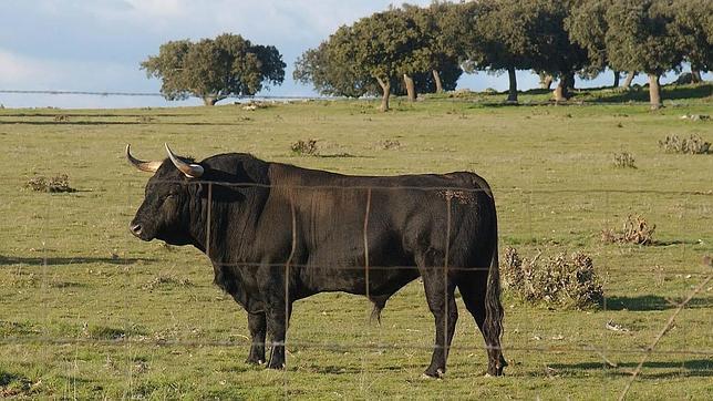 El toro en celo que saltaba la alambrada en busca del amor de una vaca