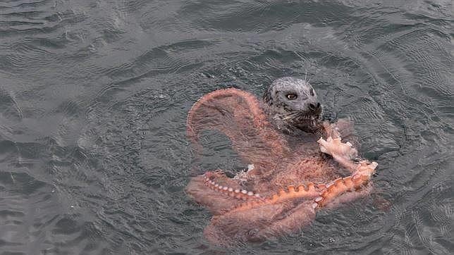 Impresionante pelea entre un pulpo gigante y una foca
