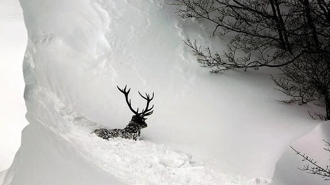 Un ciervo intenta abrirse paso en la localidad leonesa de Soto de Valdeón, tras el último temporal de nieve