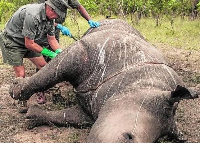 El equipo de investigación del Parque Kruger realiza la autopsia a un rinoceronte abatido por los furtivos