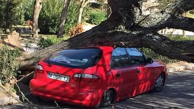 El vehículo aplastado por el árbol