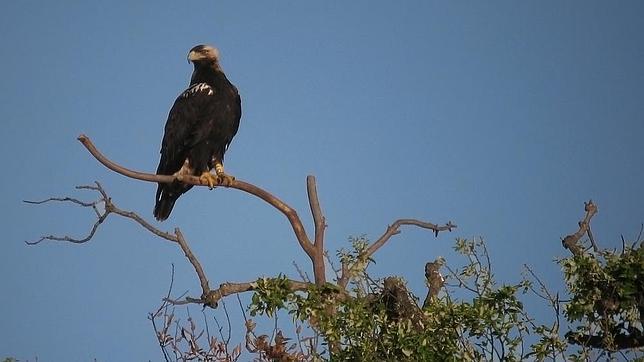 Investigan la muerte de tres ejemplares de águila imperial ibérica en Doñana