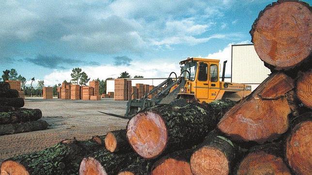Solo por la obtención de madera se recaudarán en Aragón más de un millón de euros este año