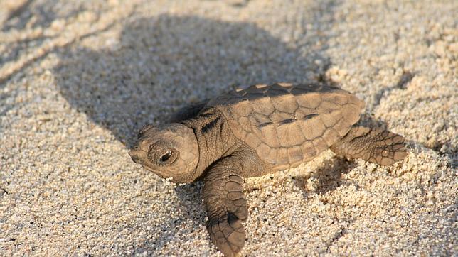 Detectan la presencia de plásticos en el 80% de las tortugas muertas en las costas valencianas