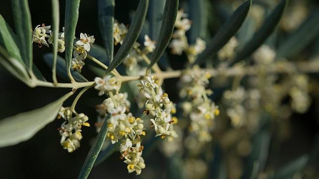 Los expertos advierten de que la llegada del calor en marzo disparará las alergias