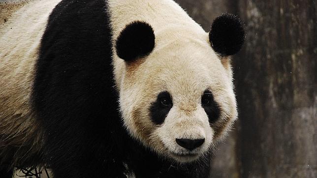 Aunque un 12% de la población total de osos panda gigante se enfrenta a grandes riesgos de supervivencia, apunta el informe