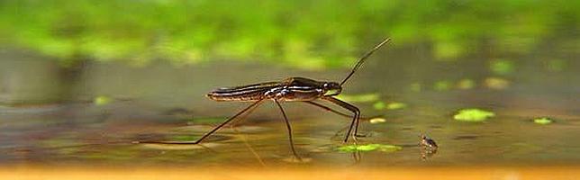 Algunos insectos son capaces de caminar sobre el agua sin hundirse