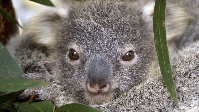 «Todo el área olía a koala muerto»