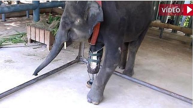 Vídeo: Mosha, la primera elefante que usa una pata artificial