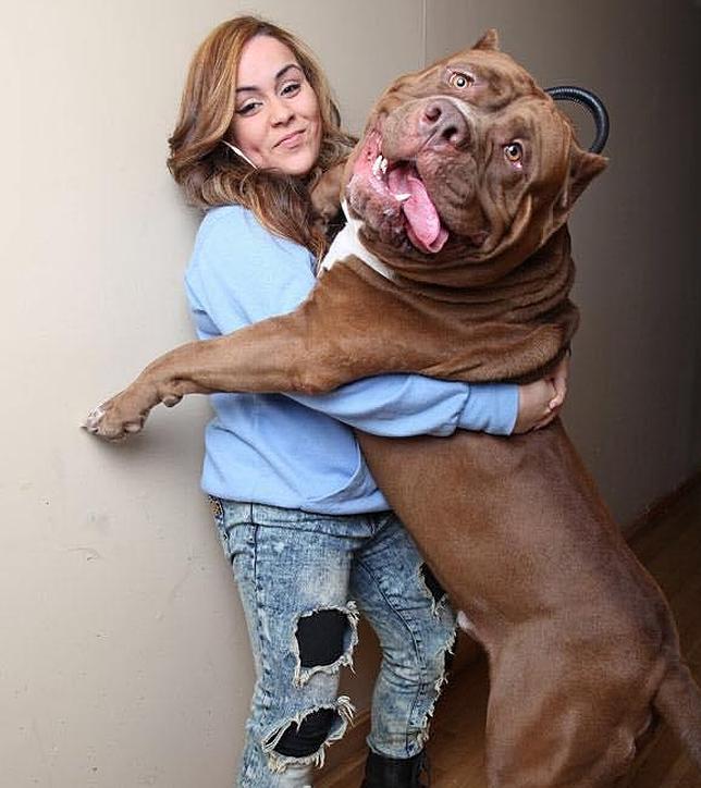 El increíble Pit bull «Hulk»: pesa 79 kg con 18 meses