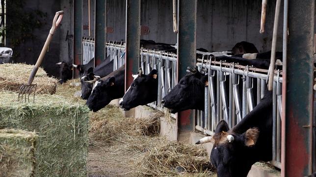 ¿Qué pasará con el precio de la leche tras la 'super' multa a los productores?