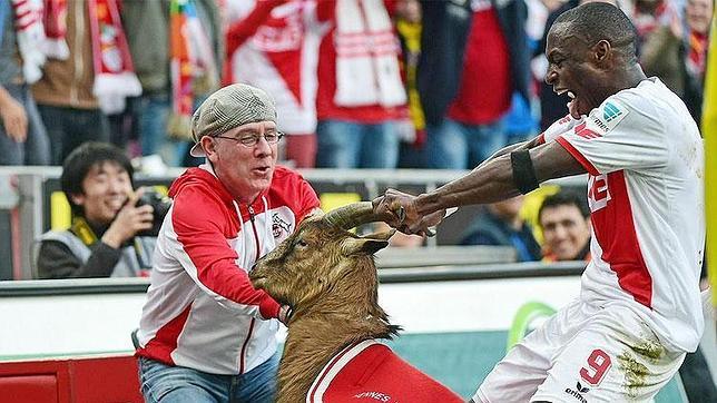 Polémica por la celebración de Anthony Ujah con una cabra, mascota del Colonia