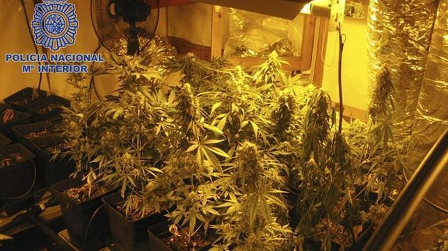 Requisadas 432 plantas de marihuana en un chalé de Getafe