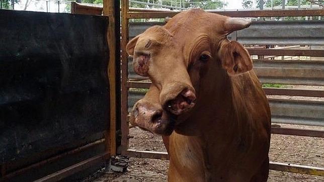 ¿Cuánto pagarías por una vaca con dos cabezas?