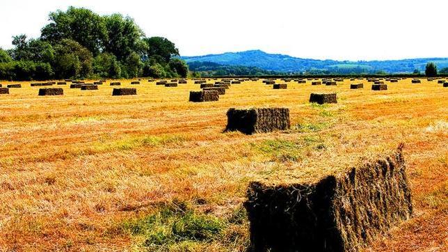 En algunas regiones, el semen de las zonas rurales es de mejor calidad que el de las ciudades