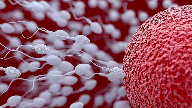 Ropa ajustada, teléfonos móviles y otros factores que afectan a la calidad del semen