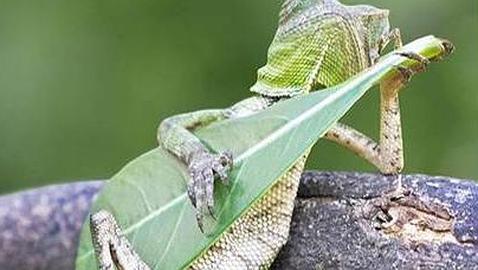 El quinto Trotamúsico: un lagarto que toca la guitarra